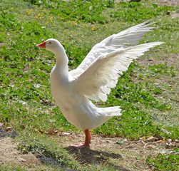 goose flapping its wings