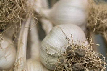 Hanged garlics with rootstocks for drying
