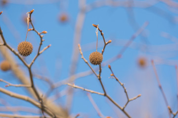  Tree Fruits Platanus Planetree against the sky