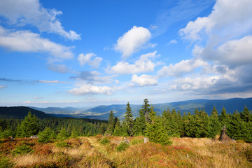 Mountain green spruce forest under white clouds sky