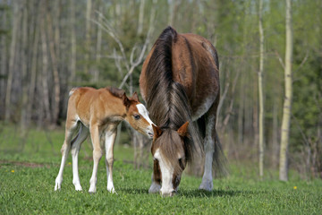 Naklejka na ściany i meble Welsh Pony Mare with few day old Foal at spring pasture