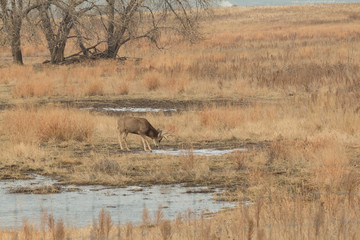 Obraz na płótnie Canvas Mule Deer Buck Drinking