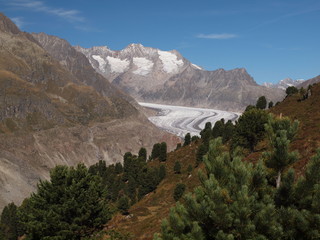 Aletschgletscher vom Aletschwald aus