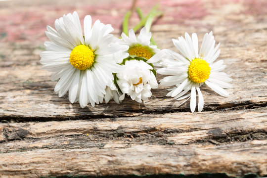 bouquet of daisy flowers against nature background/ summer garde