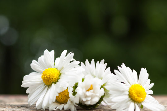 bouquet of daisy flowers against nature background/ summer garde