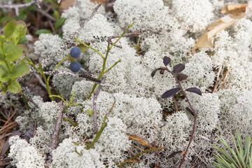 Moss and lichen (fungus) in evergreen forest