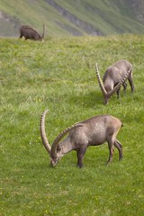 Alpine Ibex Grazing