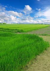 green wheat field