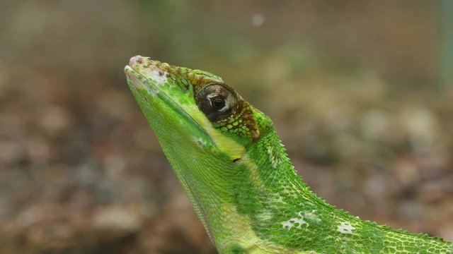 Anolis Lizard Reptile Face Closeup.
Anolis, or anoles, is a genus of iguanian (anole) lizards belonging to the family Dactyloidae. With 391 species, 