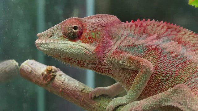Chameleon Reptile Moving Eyes.
Chameleons or chamaeleons Chamaeleonidae are a distinctive and highly specialized clade of old world lizards with 202 species described. 
