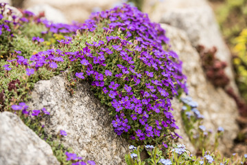 Blaukissen im Steingarten