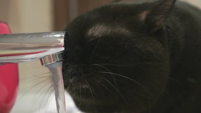 British cat eyes drinking a tap water from faucet