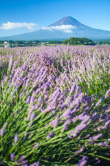 Fototapeta na wymiar Mountain fuji and purple color of lavender in foreground at lake Kawaguchiko in summer season