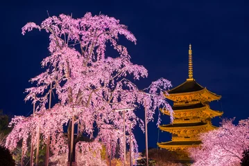 Foto op Plexiglas 京都　東寺　枝垂桜　夜景 © Route16