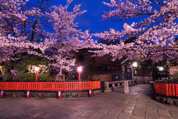 京都 祇園 巽橋 桜 夜景