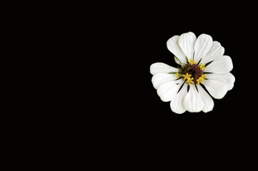 White zinnia with petal missing on black background. 
