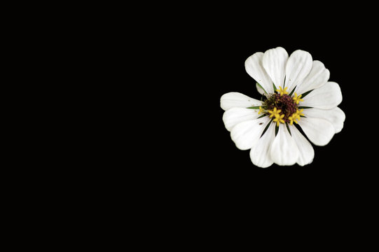 White zinnia with petal missing on black background. 