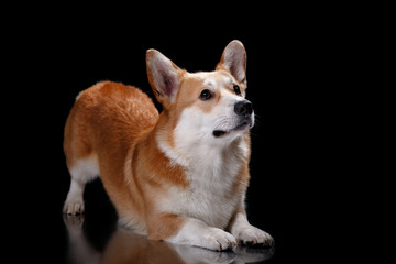 Dog breed Welsh Corgi Pembroke