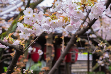 京都　雨宝院　桜