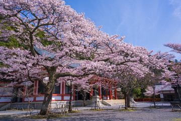 京都　鞍馬寺　桜