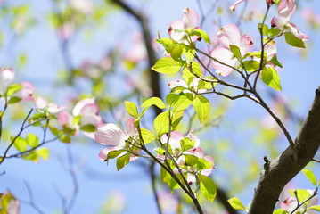 dogwood flowers