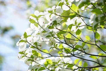 dogwood flowers