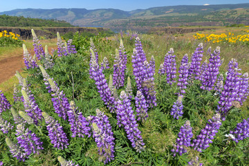 Broad-Leaf Lupine in Springtime in Washington state