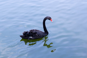 Black beautiful swan swims on water