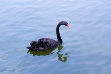 Black beautiful swan swims on water