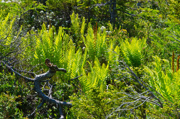 Gros Morne National Park
