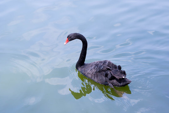 Black beautiful swan swims on water
