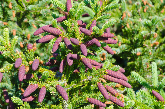 Fototapeta Spruce tree
