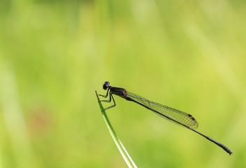 Common Blue Damselfly on Green Stalk/Damselfly/Common Blue Damselfly (Enallagma Cyathigerum)