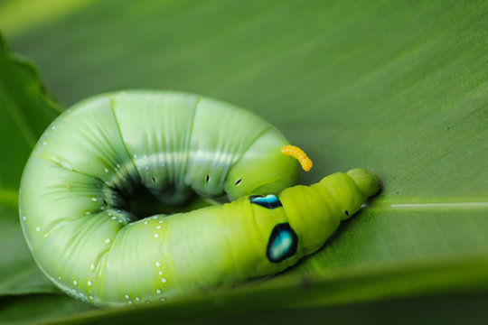 green worm on green background