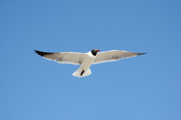 Seagull