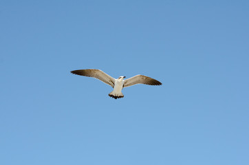 Seagull