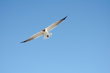 Fototapeta premium Seagull