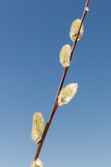 Fototapeta premium willow spring branch