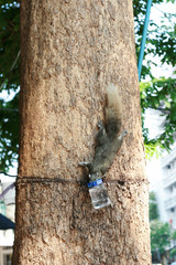 Squirrel climbing down the tree to drink water in a bottle