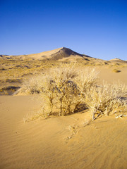 Sand dunes of the Mojave Desert