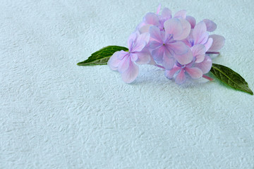 紫陽花の花　水色背景
