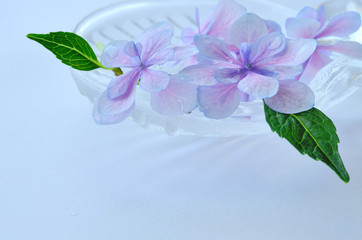 紫陽花の花　水色背景
