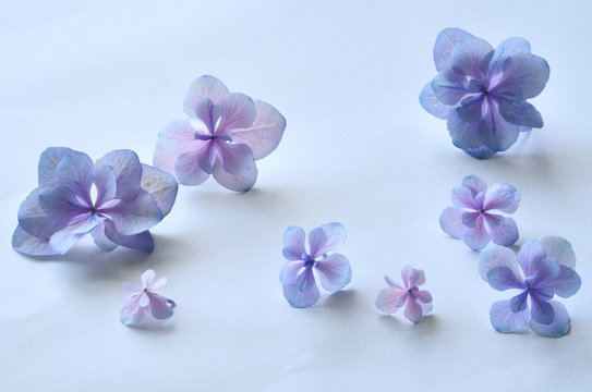 Fototapeta 紫陽花の花　水色背景  