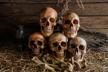 still life with five human skulls in barn background