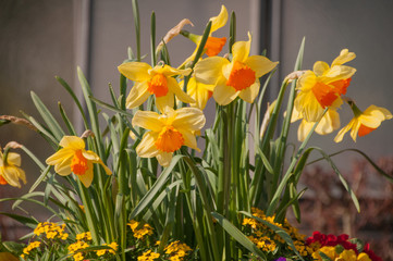 Obraz premium Yellow daffodil, daffodils (Narcissus pseudonarcissus) in the fl