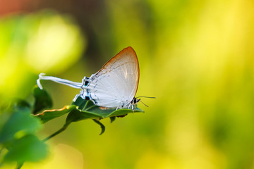 Lovely Butterfly (Fluffy Tit), thailand