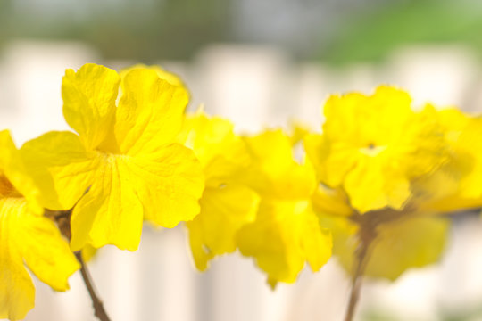 Blooming Yellow Trumpet Flower