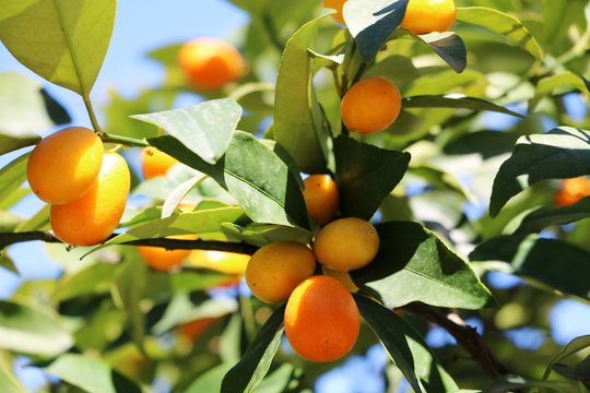 Ripe sweet dwarf oranges on tree
