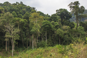 Fototapeta na wymiar Deforestation environmental destruction