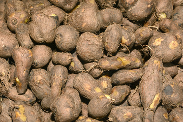 Native vegetable in the South of Thailand be similar to potatoes